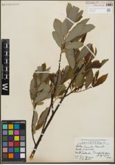 Foto von Salix humilis Marshall